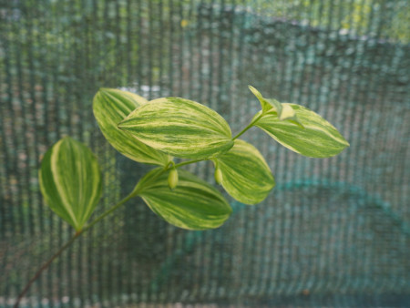 Polygonatum involucratum ´Shiro Shima Fu´
